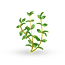 Thyme