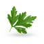 Coriander