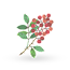 Sichuan pepper