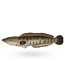 Snakehead