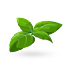 Basil