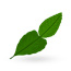 Makrut Lime Leaves