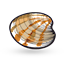 Clams