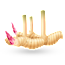 Galangal