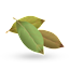 Bay Leaves